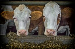 Cattle Feed: Importance, Types, and Best Practices for Healthy Livestock