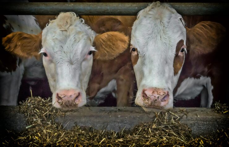 cattlefeed cattlefeed