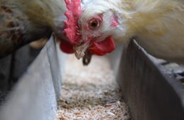 Poultry Feed: A Complete Guide to Nutrition for Healthy and Productive Birds