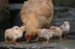 Understanding Poultry Feed: The Key to Profitable and Sustainable Farming
