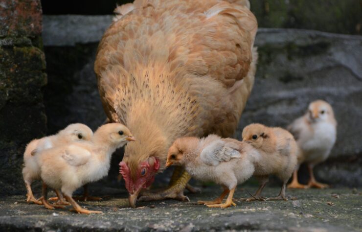 poultryblog poultryblog